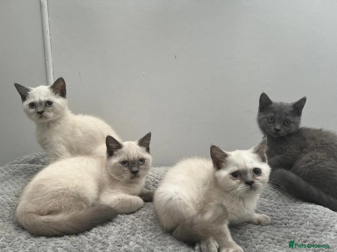 British Shorthair cats for sale: PRICE DROP! 4 BSH ready for new home - Advert 2