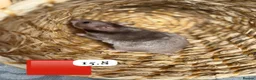 Hamster rodents for sale: Beautiful baby Syrian Hamsters Sheffield - Advert 15