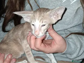 Oriental cats Stunning oriental girls ready 3.9.26 - Advert 6