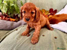 Mixed Breed dogs - Advert 1