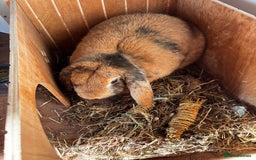 English Lop rabbits for sale: Big boy milo - Image 2
