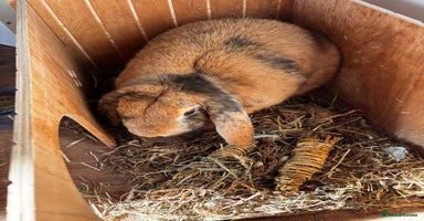 English Lop rabbits - Advert 4
