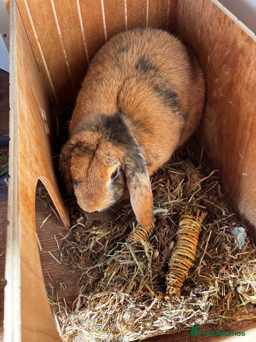 English Lop rabbits for sale: Big boy milo - Image 2