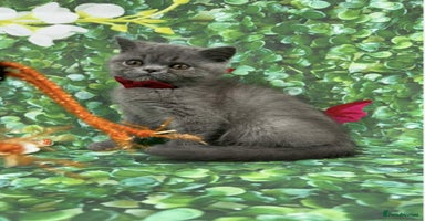 Exotic cats - Advert 10