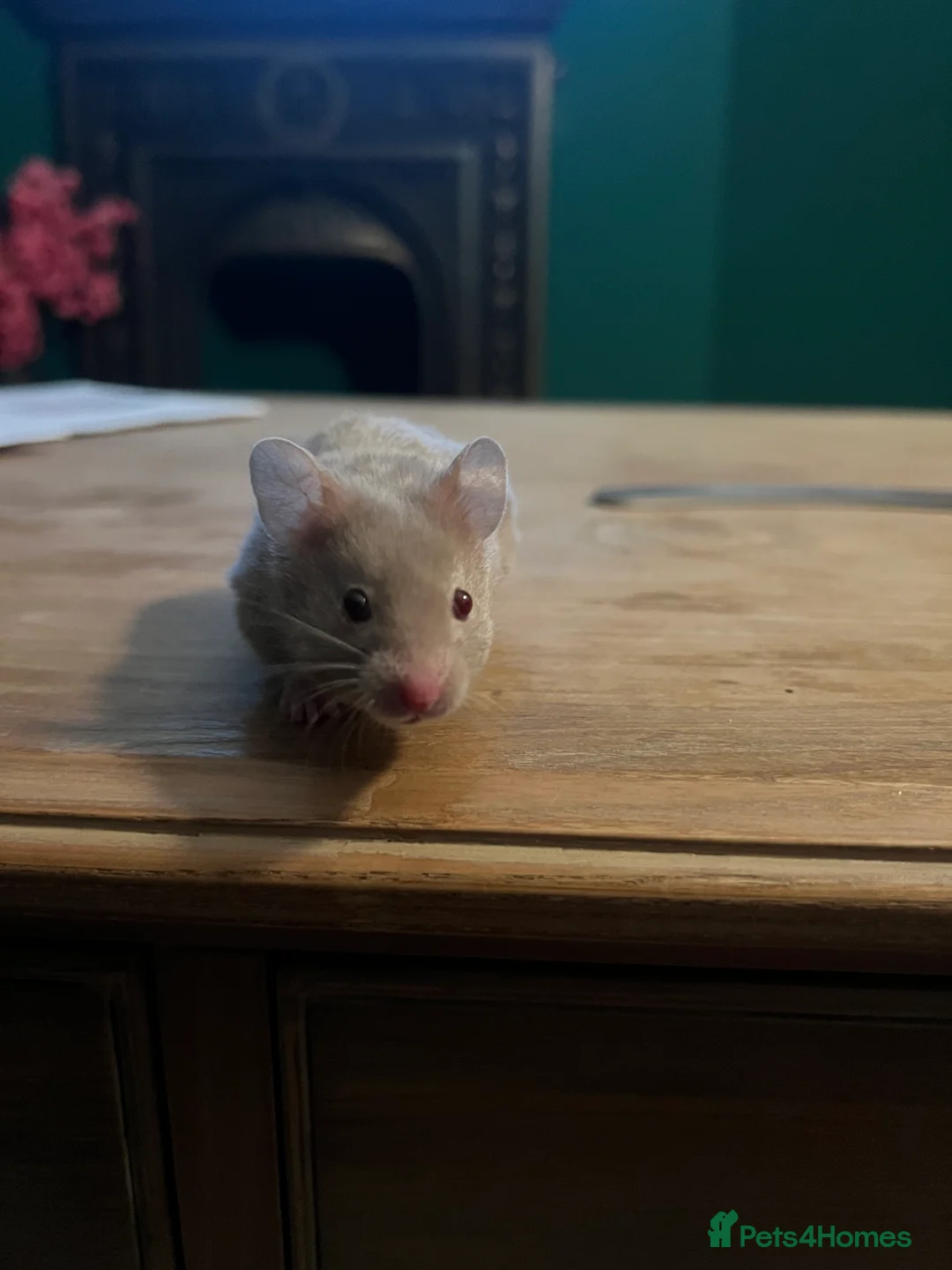 Hamster rodents for sale: Syrian hamster with full set up - Advert 1