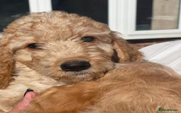 Irish Doodle dogs for sale: Beautiful Irishdoodles - Image 12