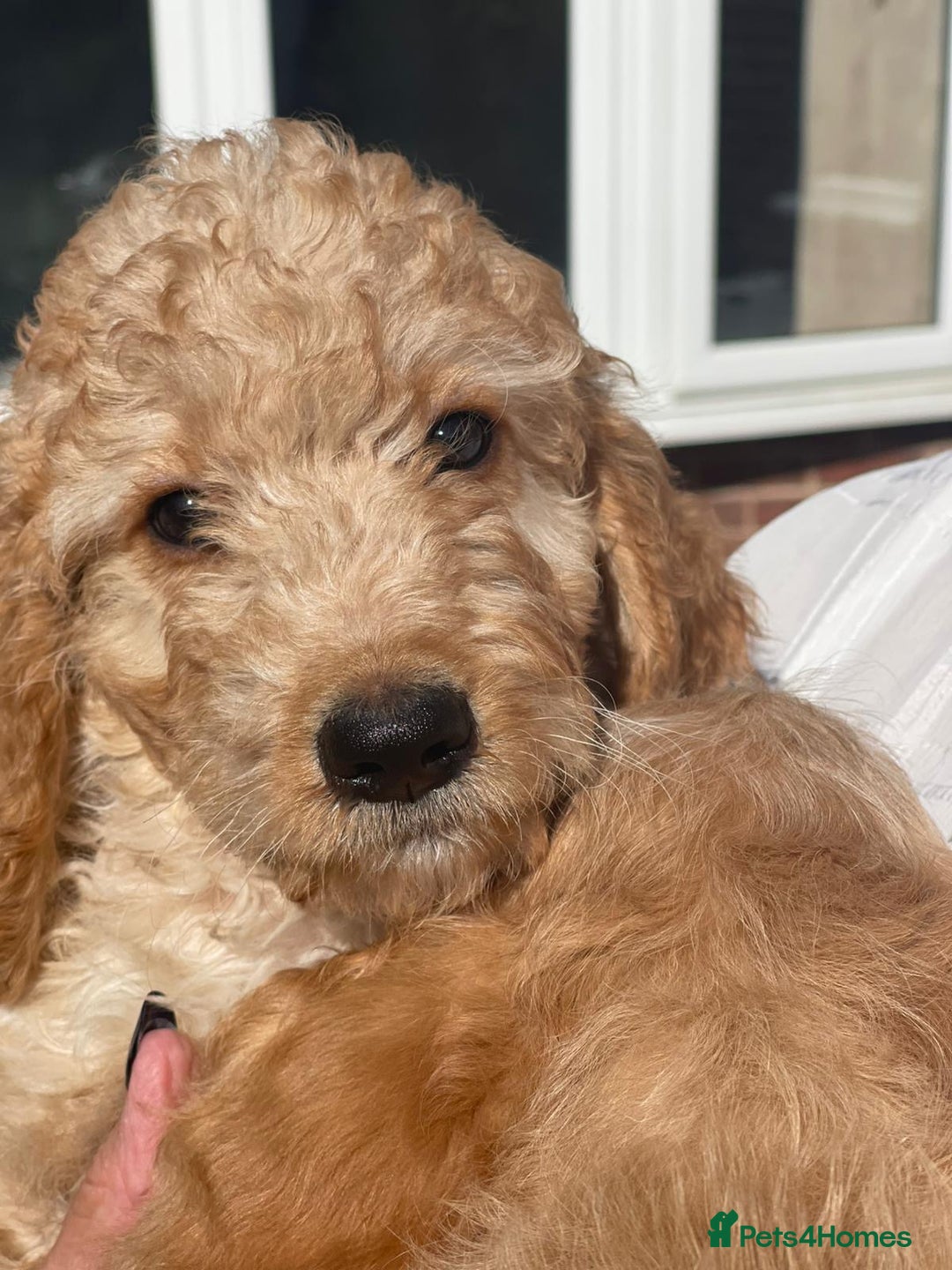 Irish Doodle dogs for sale: Beautiful Irishdoodles - Image 12