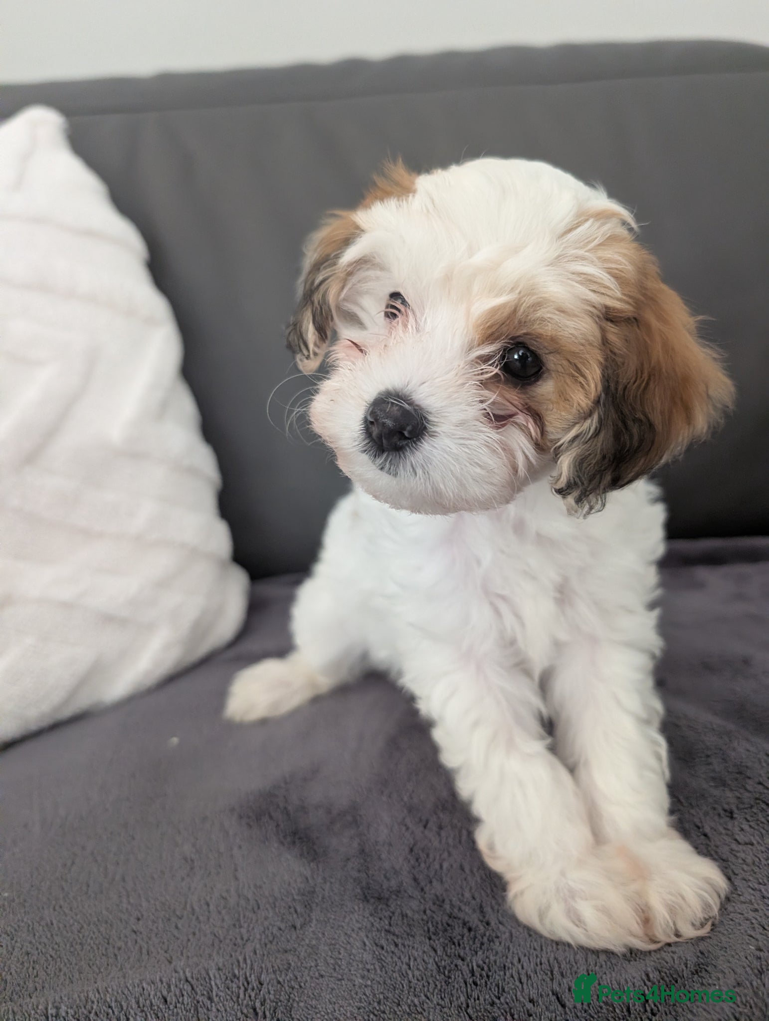 Maltipoo dogs Gorgeous Maltipoo Male Puppy - Advert 8