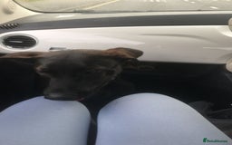 Mixed Breed dogs for sale: 2 year old Belgian Malinois cross (Ivar) - Advert 10