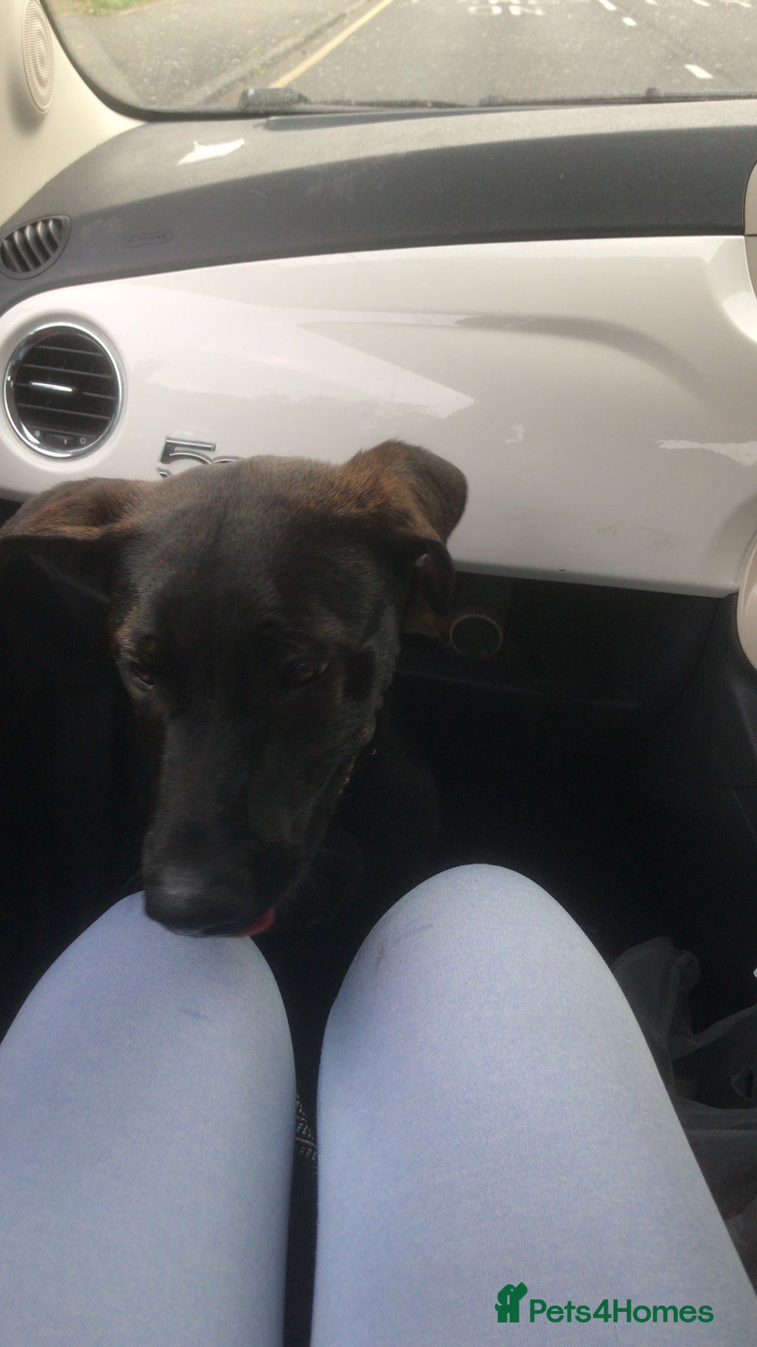 Mixed Breed dogs for sale: 2 year old Belgian Malinois cross (Ivar) - Advert 10