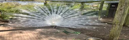 Peafowl poultry for sale: Peacocks/hen - Advert 13