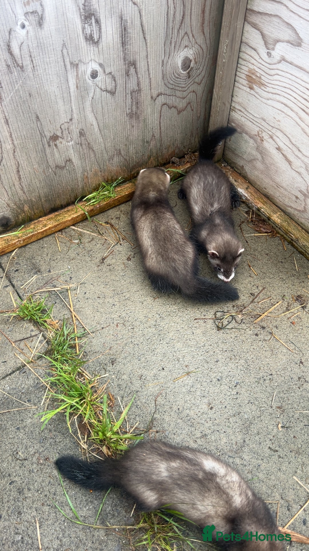 Ferret rodents for sale: Baby ferrets 8 weeks old - Image 2