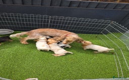Cocker Spaniel dogs for sale: SHOW COCKERS READY NOW LAST LEMON BOY AND GIRL - Image 9