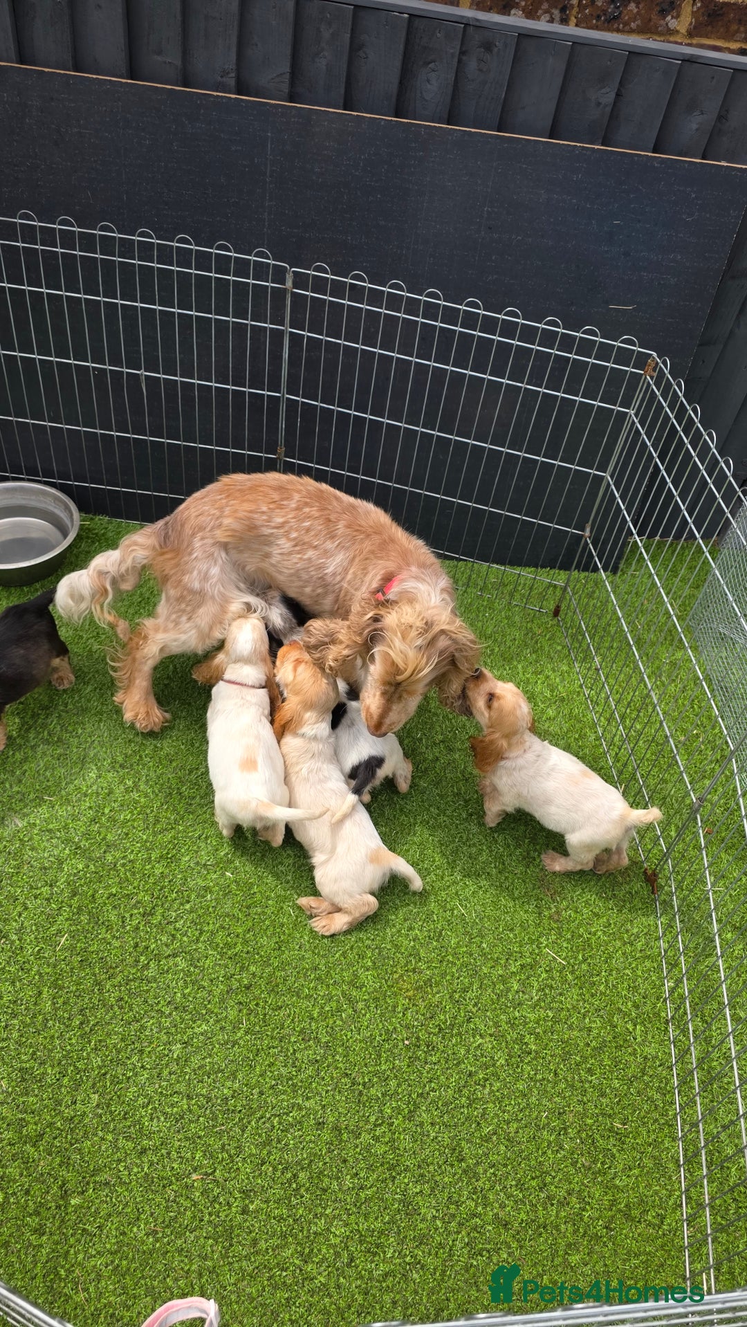 Cocker Spaniel dogs for sale: SHOW COCKERS READY NOW LAST LEMON BOY AND GIRL - Image 9