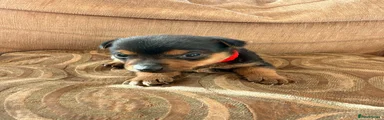 Jack Russell 1 