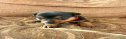 Jack Russell dogs for sale: Stunning Jack Russell pups  in Swansea - Advert 4