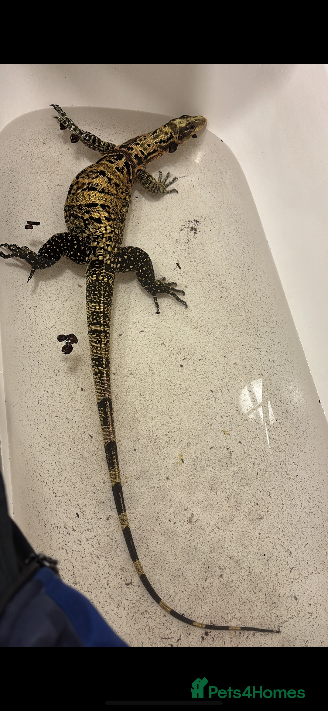 Monitor reptiles for sale: Philippines water monitor Cumungi yellow head - Advert 1