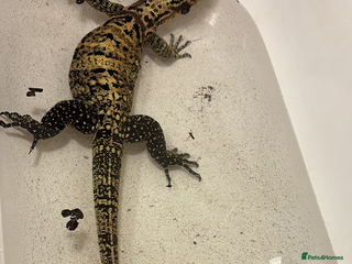 Monitor reptiles Philippines water monitor Cumungi yellow head - Advert 1