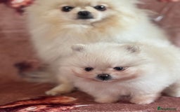 Pomeranian dogs for sale: Male Pomeranian  - Image 15