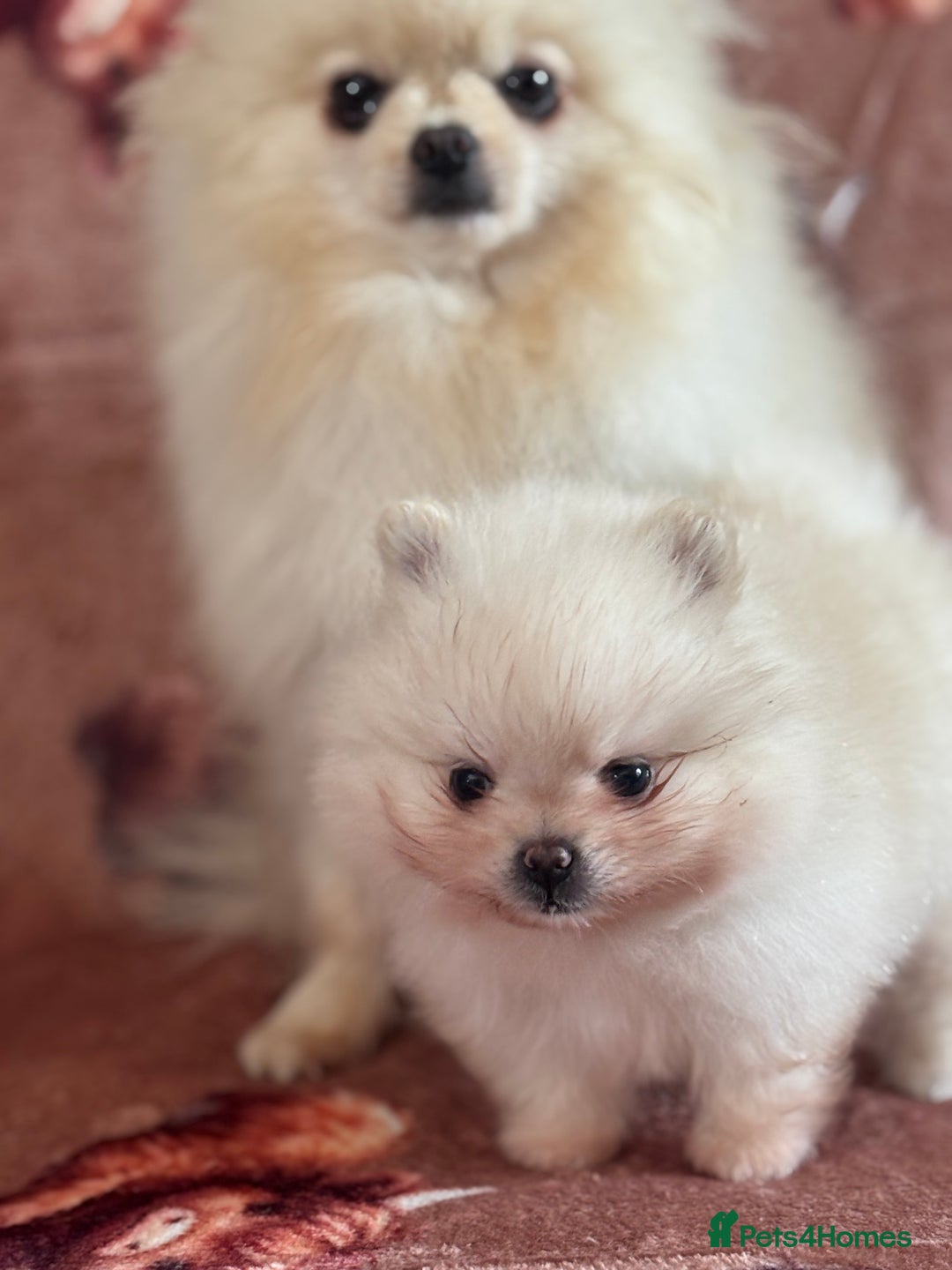 Pomeranian dogs for sale: Male Pomeranian  - Image 15