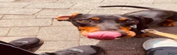 Dachshund dogs for sale: Dog to rehome - Advert 2