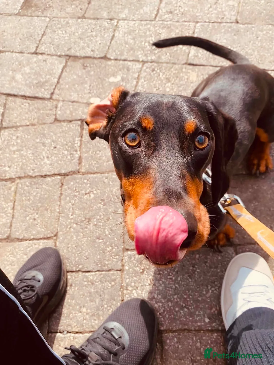 Dachshund dogs for sale: Dog to rehome - Advert 2
