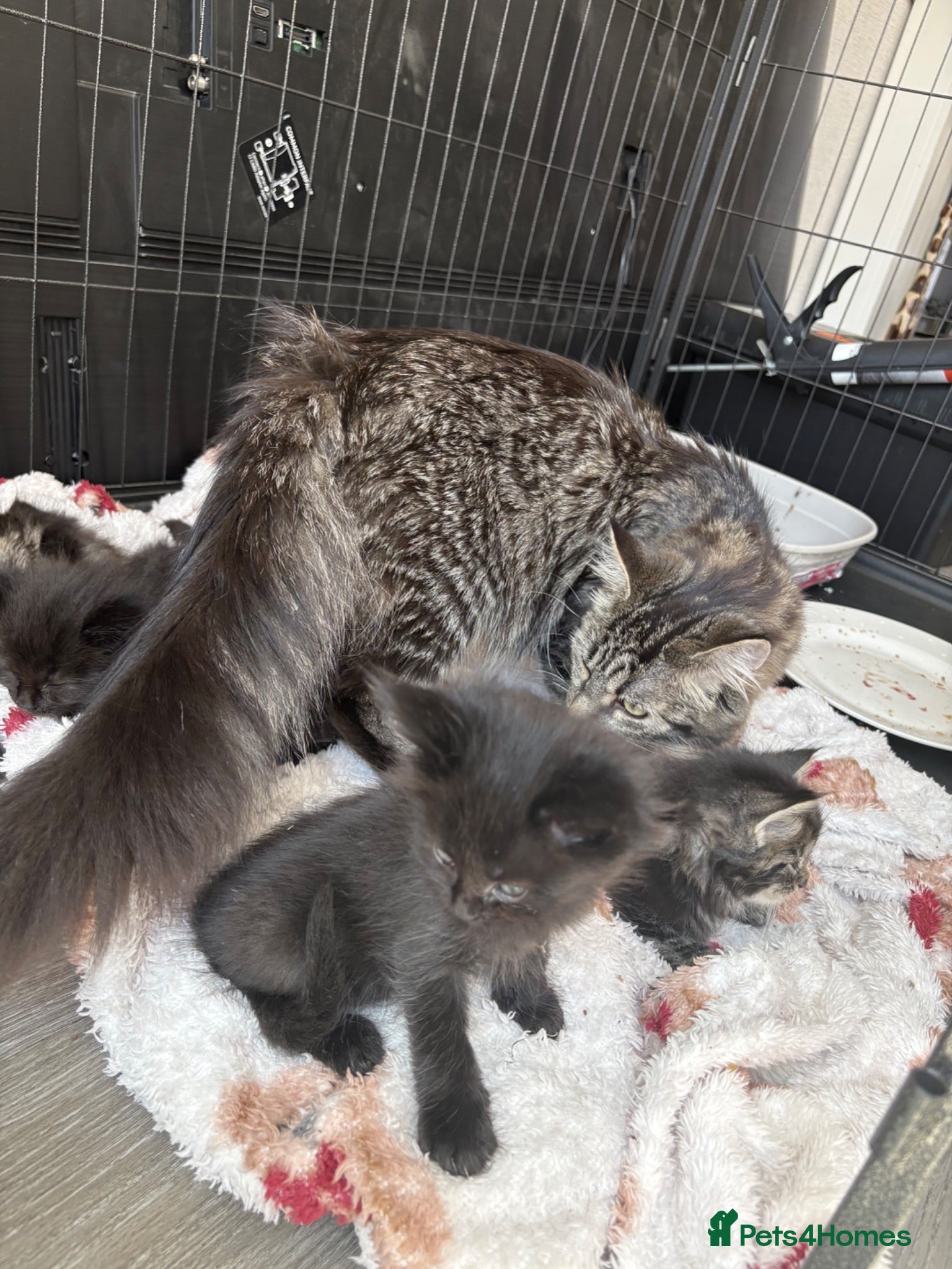 Mixed Breed cats Mixed Siberian/main coon - Advert 7
