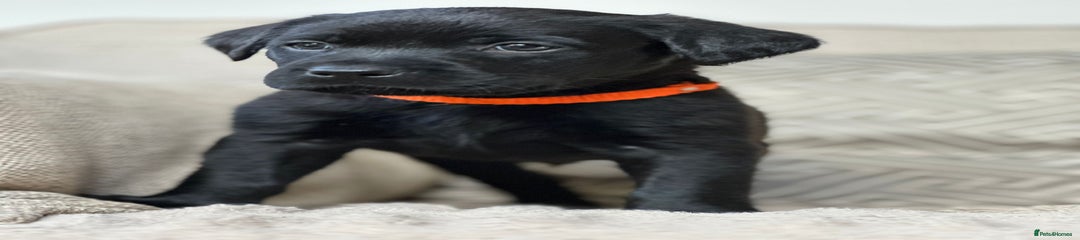 Labrador Retriever Puppy 2