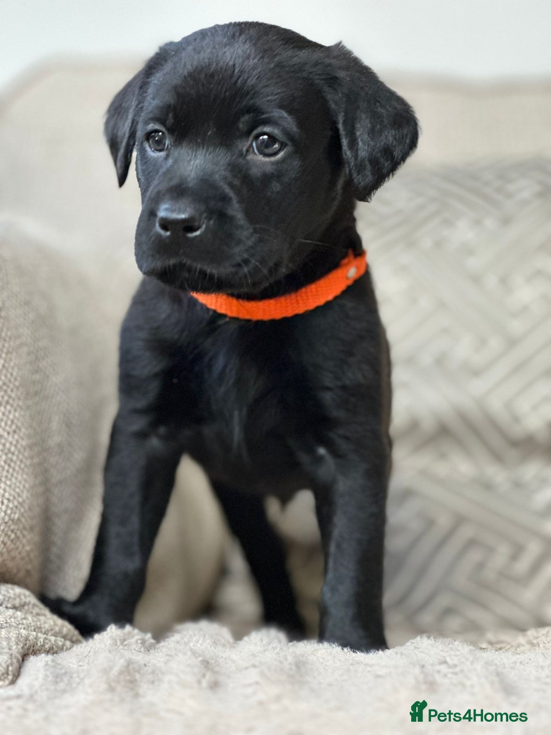 Labrador Retriever dogs for sale: KC Registered Labradors - Image 10