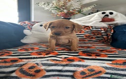 Labrador Retriever dogs for sale: Beautiful fox red Labrador pups - Image 34