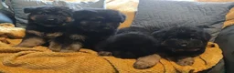 German Shepherd dogs for sale: Kc registered German shepherd puppies - Advert 2