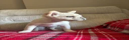 French Bulldog dogs for sale: LAST PUPPY- Rare fluffy french bulldogs - Advert 20