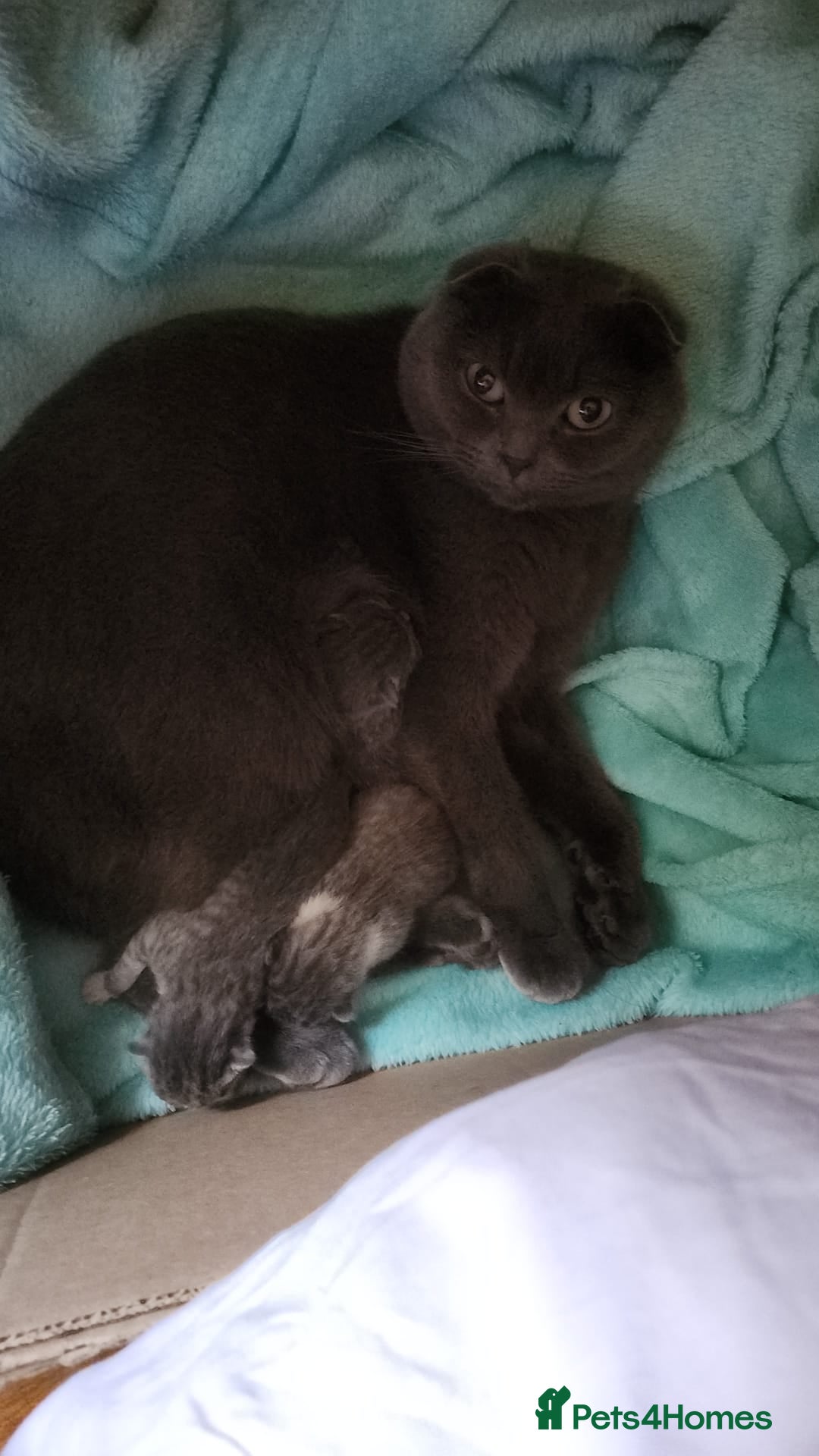 Mixed Breed cats for sale: Two kittens for sell - Advert 5