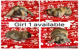 Mini Lop rabbits for sale: 4 baby mini lops ready to reserve! - Image 1