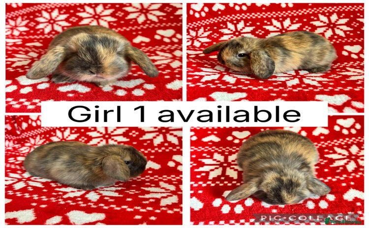 Mini Lop rabbits - Advert 2