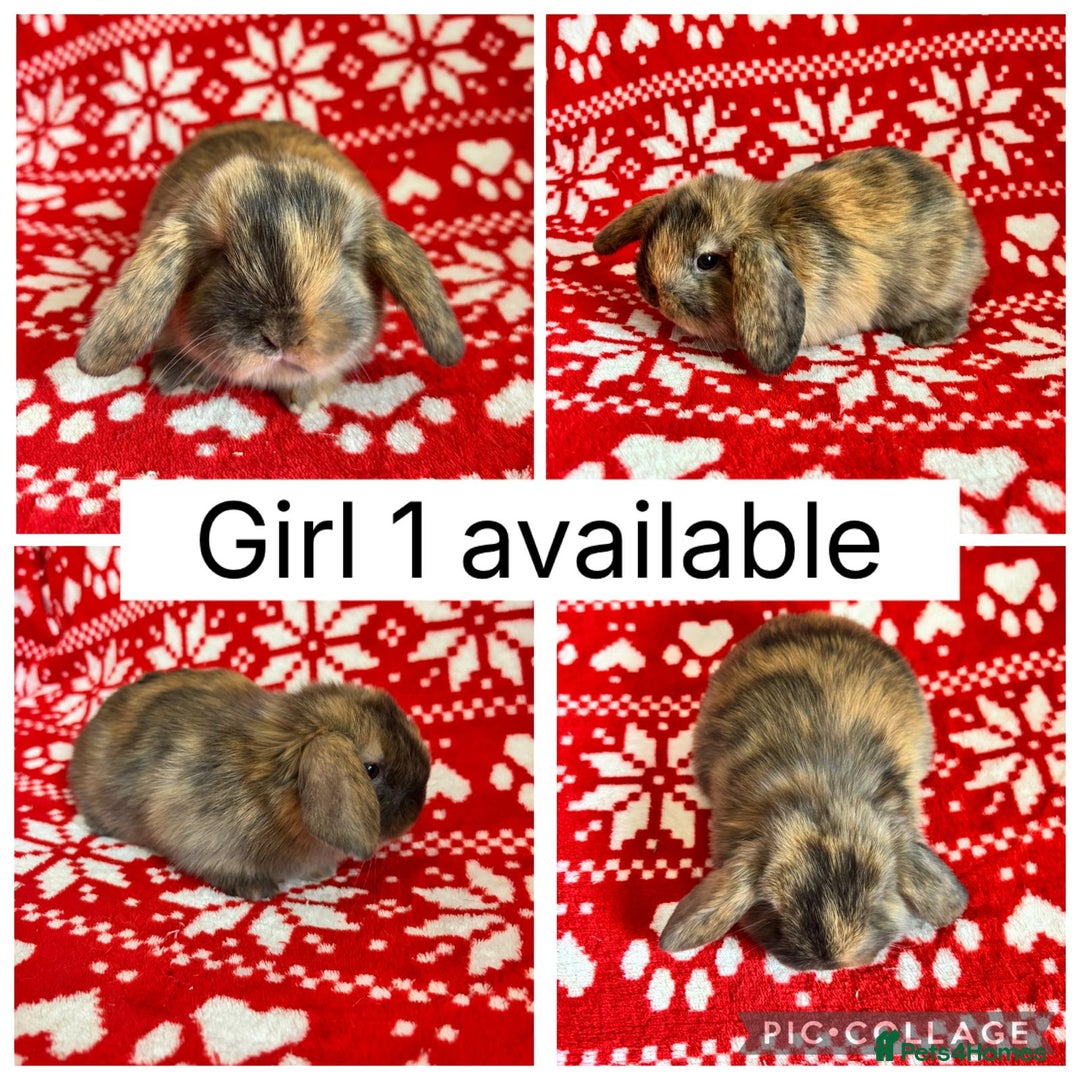Mini Lop rabbits for sale: 4 baby mini lops ready to reserve! - Image 1