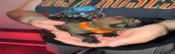 Mixed Breed dogs for sale: 🐾 German Shepherd × Belgian Malinois Puppies 🐾 in Burton-on-Trent - Advert 11