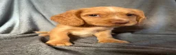 Cocker Spaniel dogs for sale: Cocker spaniel puppies  - Advert 13