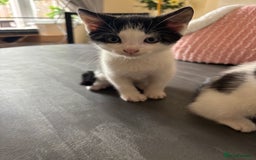 Mixed Breed cats for sale: Kittens - Image 4