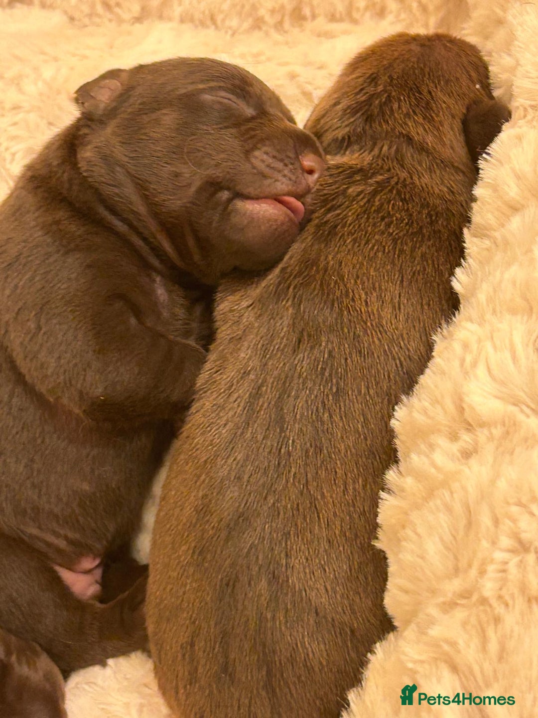 Patterdale Terrier dogs for sale: red patterdale pups  - Advert 7