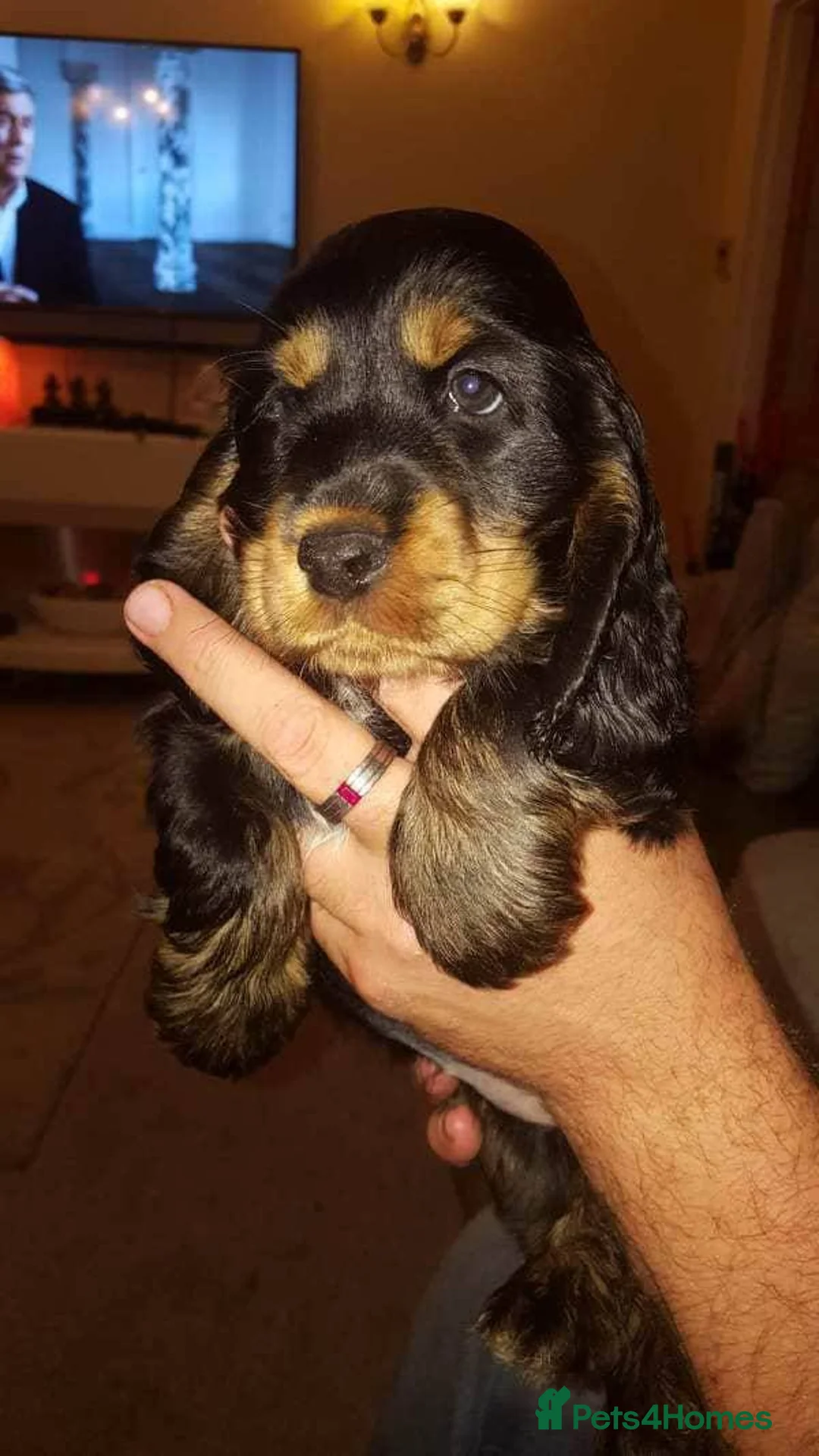 Miniature Poodle dogs for stud: Archie well Proven stud miniature poodle  in Chard - Advert 28