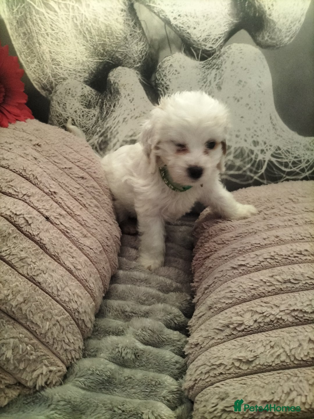 Cockapoo dogs for sale: Last pure white cockapoo  in Barnsley - Image 17