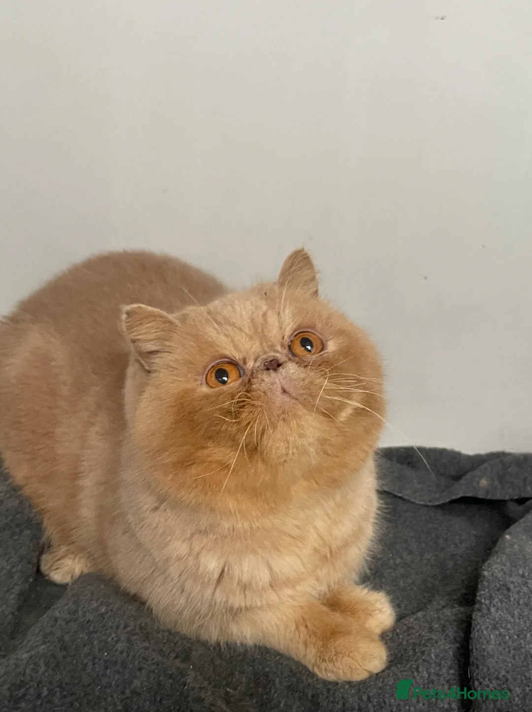 British Shorthair cats for sale: Male exotic  - Advert 5