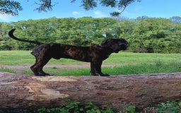 Presa Canario dogs for stud: Perro de Presa Canario for stud  - Image 4