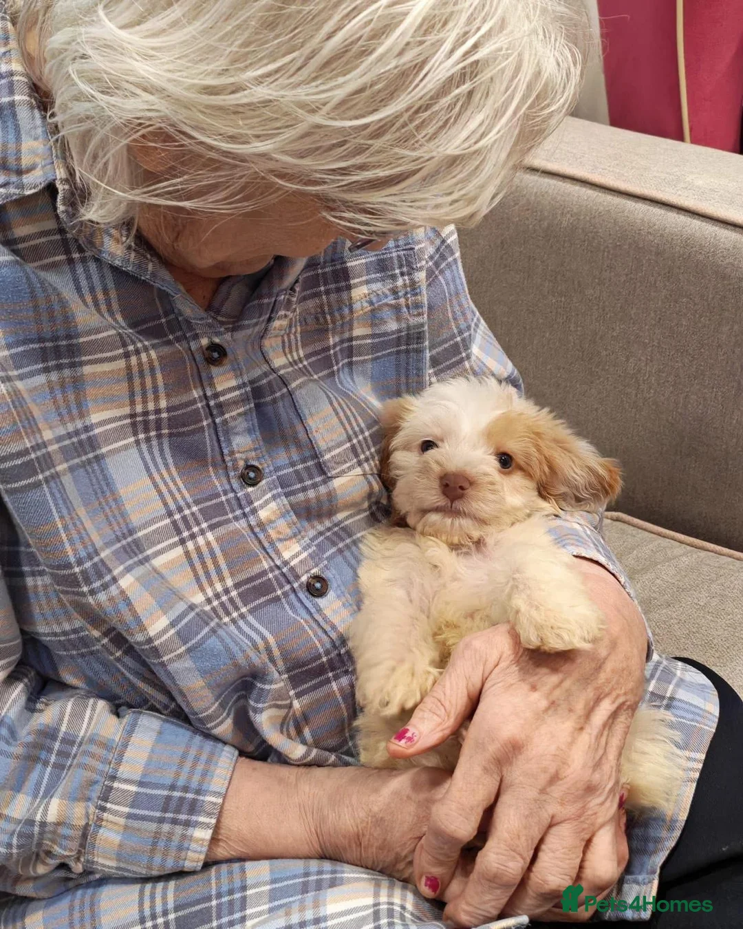 Cockapoo dogs for sale: Reluctantly selling my gorgeous puppy Brian  - Advert 6