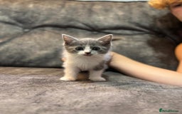 Ragdoll cats for sale: 3 beautiful girls ragdoll cross - Image 2
