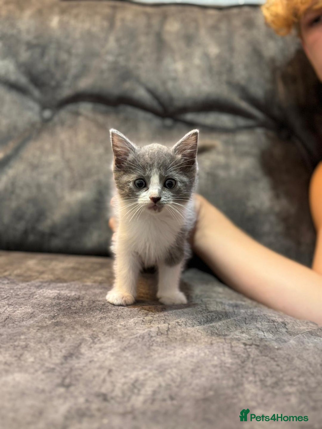 Ragdoll cats for sale: 3 beautiful girls ragdoll cross - Image 2