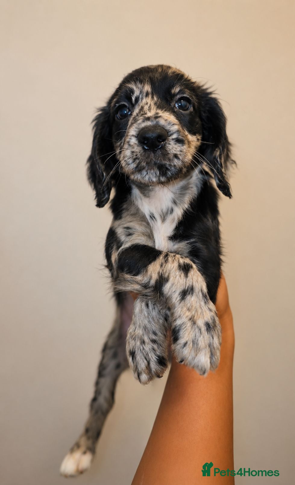 Cocker Spaniel dogs Last merle Cocker Spaniel - REDUCED🐾  - Advert 1