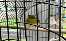 Canaries birds for sale: Pair of Canaries with Cage - Image 4