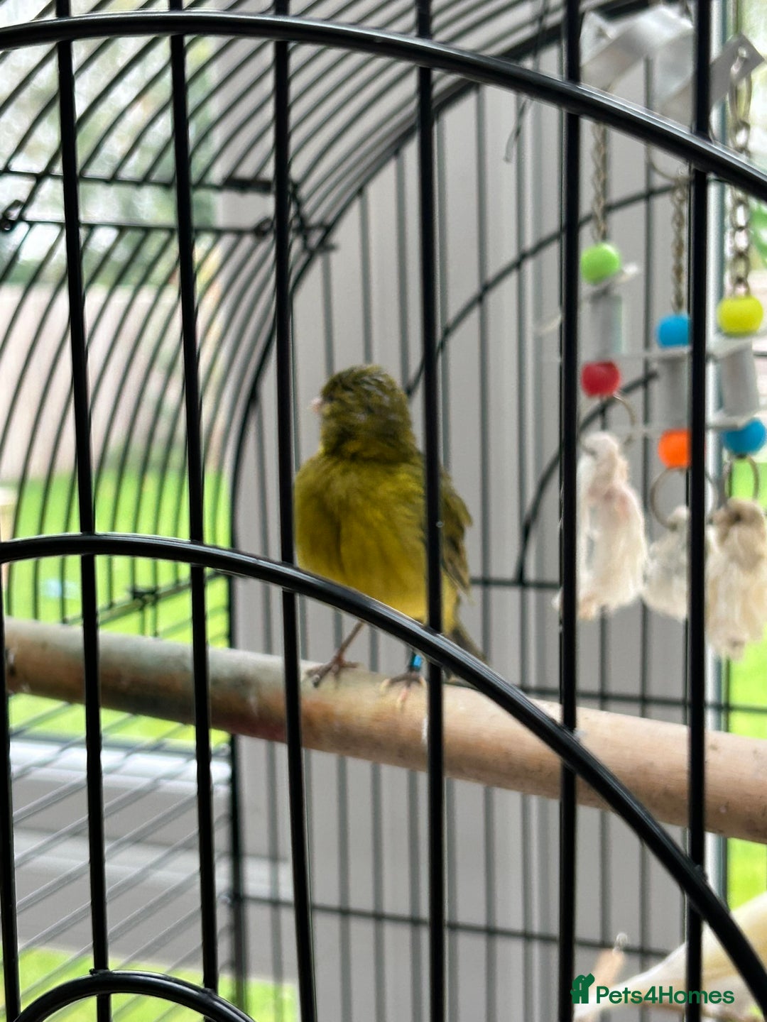 Canaries birds for sale: Pair of Canaries with Cage - Image 4
